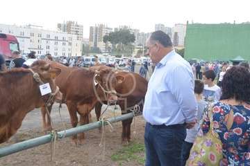 La feria de ganado, atractivo principal de la jornada matutina en Jinámar (Foto Antonio Alí y Francisco Javier Santana)